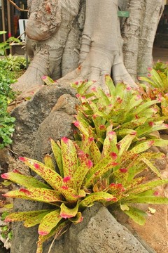 熱帶植物