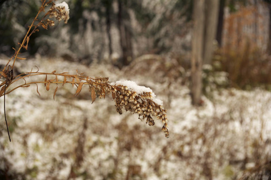 第一場(chǎng)雪