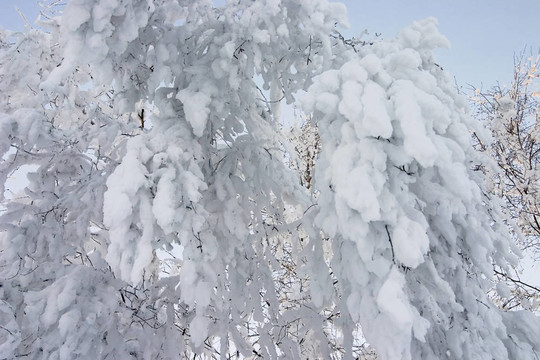 雪覆蓋樹的枝條特寫
