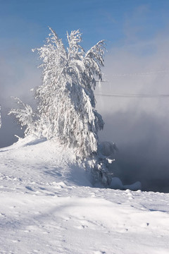 大雪和冰凍的孤獨(dú)的樹(shù)的成本在一個(gè)霧背景的雪堆里，藍(lán)色的天空