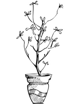 素描室內(nèi)盆栽花卉