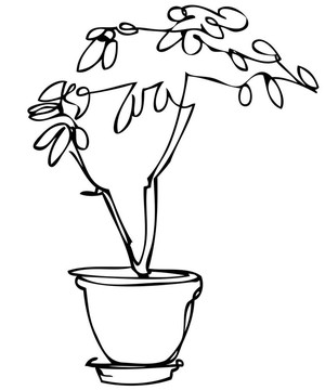 素描室內(nèi)盆栽花卉
