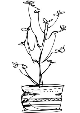 素描室內(nèi)盆栽花卉