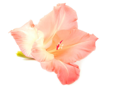 唐菖蒲
