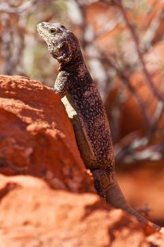 在紅色的巖石Chuckwalla Lizard