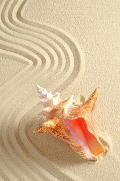 帶線砂殼