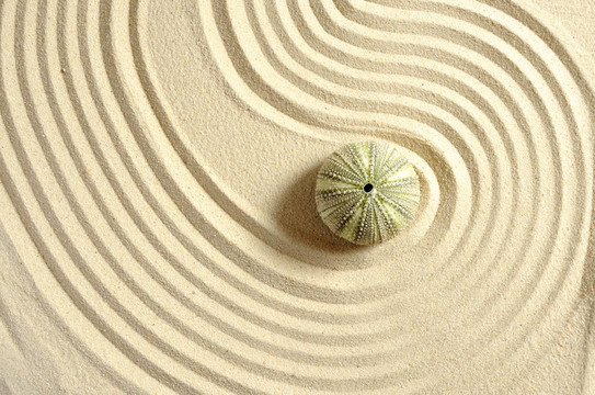 海膽在沙與線