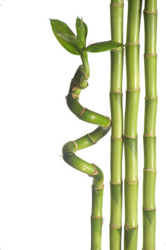 禪宗的組成