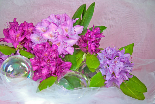 杜鵑花和泡沫