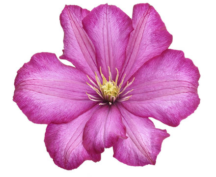 鐵線蓮的花