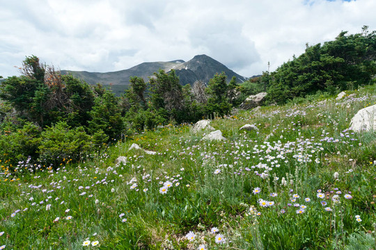 山上的野花的草地上