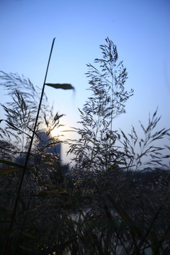 藍調(diào)蘆葦