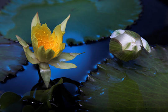 水百合花