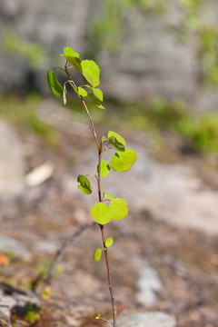 年輕的小aspen