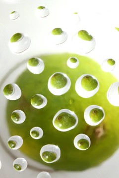 石灰水滴