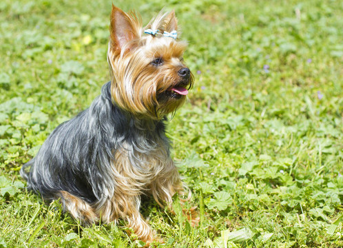 約克郡女犬在草地上