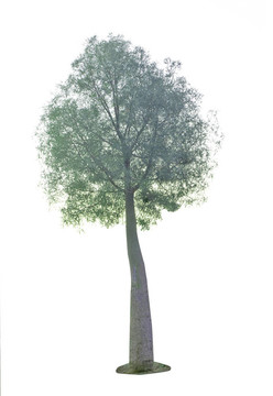 白底孤立樹(shù)