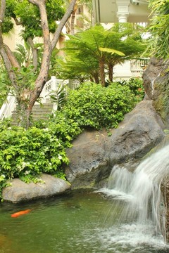 錦鯉池