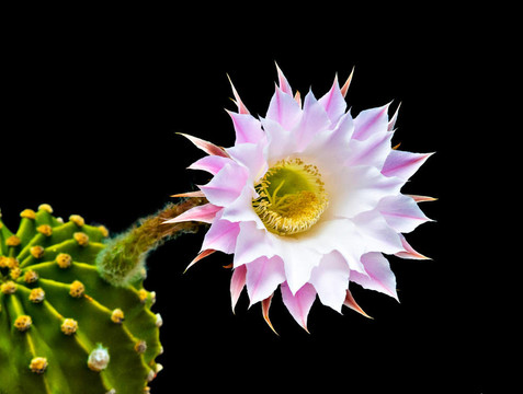 復(fù)活節(jié)百合花