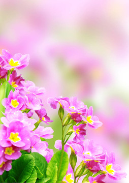 春天的花朵