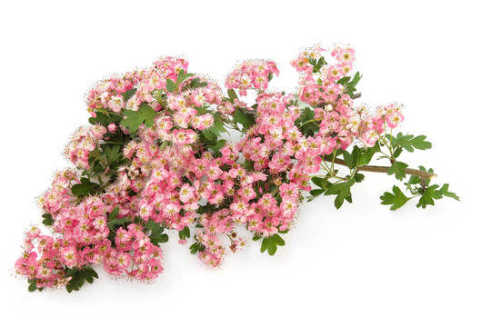 山楂花的花