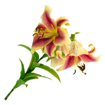 百合花