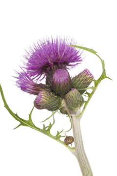 薊