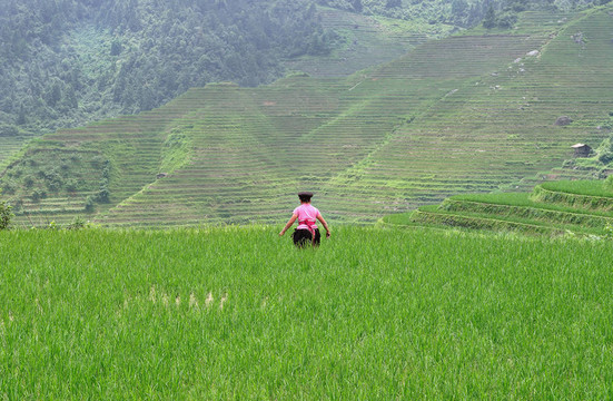 Rice Terraces；桂林；中國(guó)