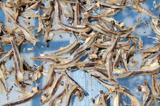 干魚