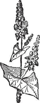 蕎麥、蕎麥復(fù)古雕刻