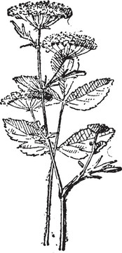 Sison（植物）復(fù)古雕刻