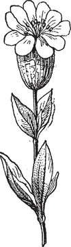 蠅子草屬；復(fù)古雕刻。