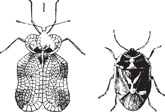 左- Hemiptera Heteroptera；老虎bug或花邊錯誤；右Nezara viridu