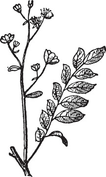 Simarouba復(fù)古雕刻