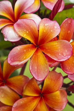 雞蛋花