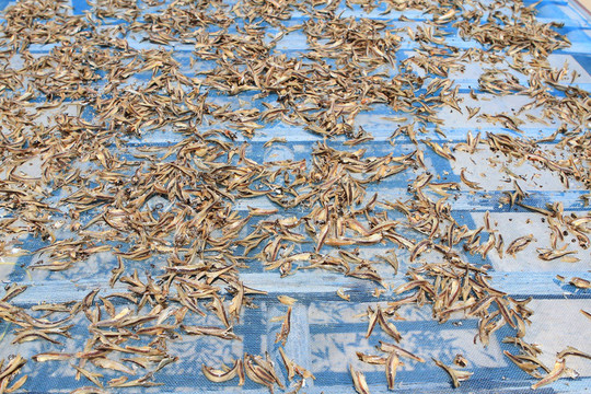 干魚(yú)