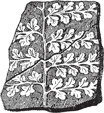 sphenopteris；種子蕨；復(fù)古雕刻。