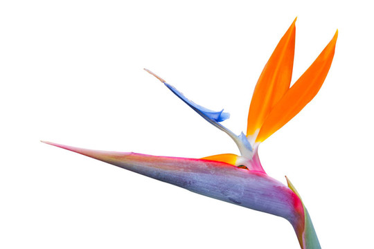 天堂鳥單花