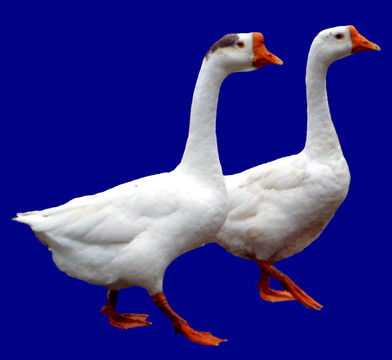 兩只天鵝成對(duì)