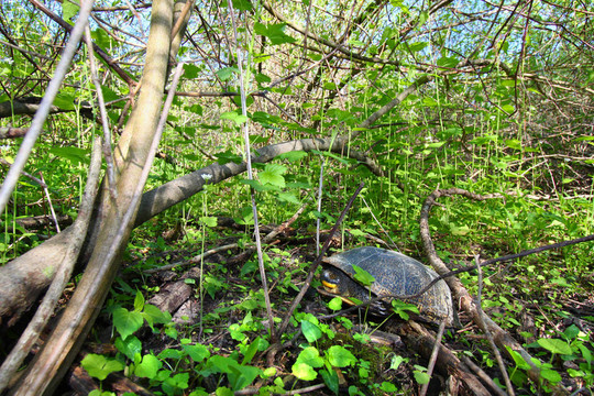 Blandings Turtle靠土地