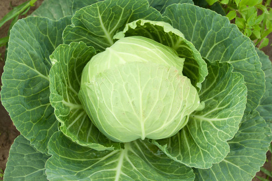 甘藍(lán)