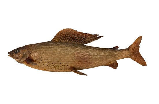 資本3d茴魚標(biāo)本