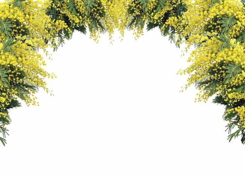 含羞草為婦女節(jié)