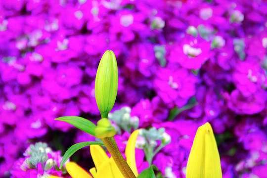 花園里的花