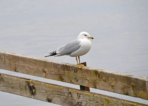 休息的海鷗