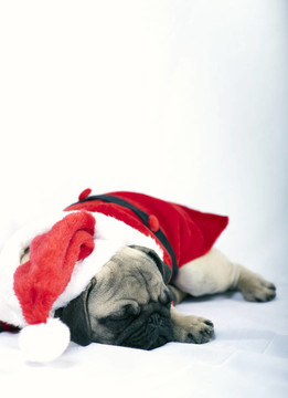 睡小狗裝扮成Santa