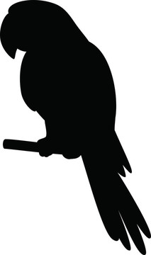 Parrot在極點；剪影