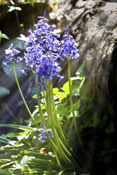 藍(lán)鈴花靠近陽光