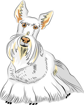 彩色素描犬蘇格蘭梗