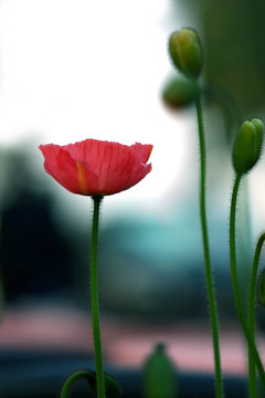 紅罌粟
